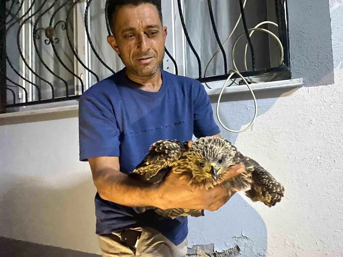 ali kotugun sahine yardimi gnLItEJP