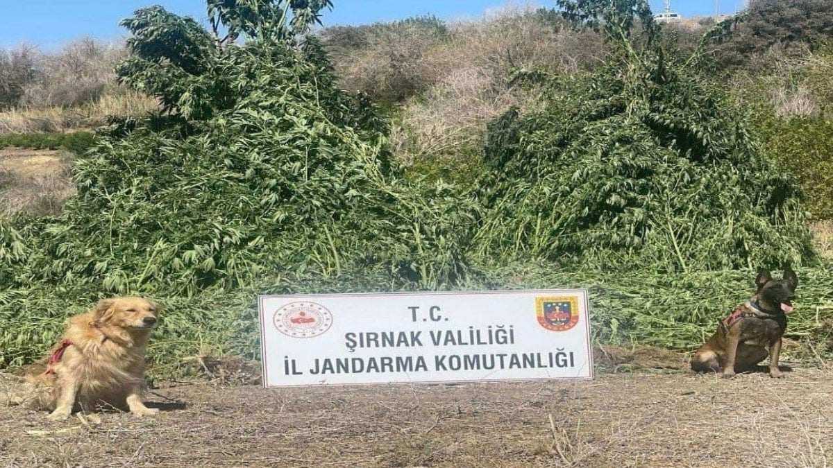 11 milyon liralik operasyon kacak urunler ve uyusturucu ele gecirildi mNmW4sb1