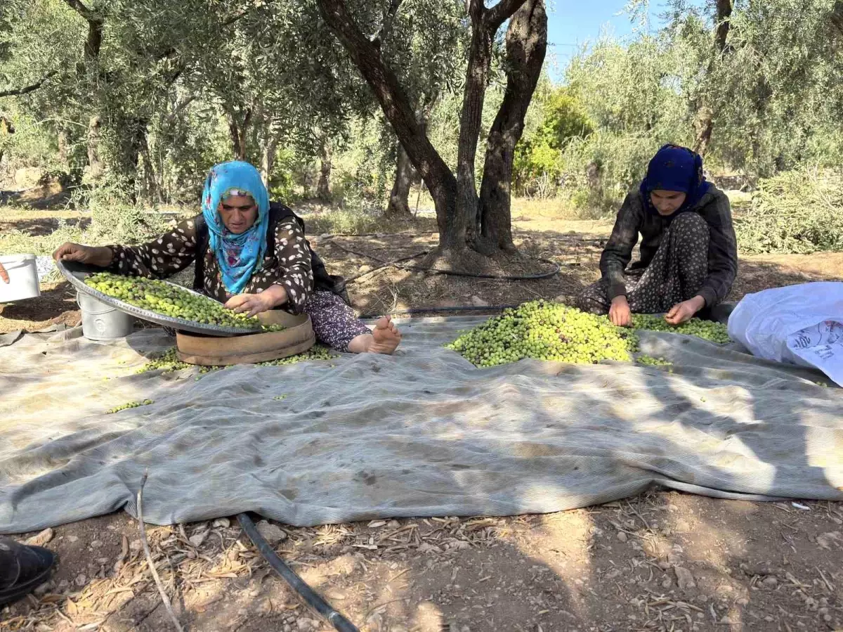 derik zeytini kurakligin pencesinde rUAM9lby.jpg