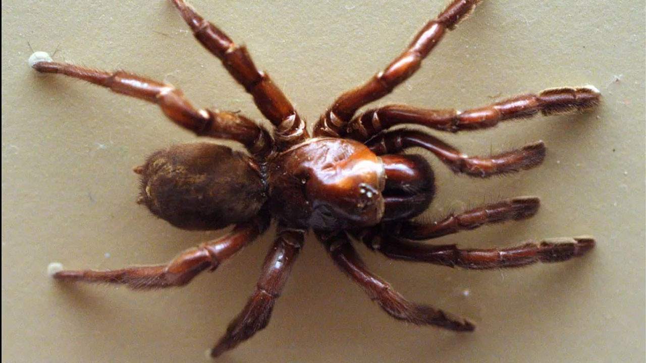 en uzun sure yasayan orumcek oldugu yasa inanamayacaksiniz DQjvukf8