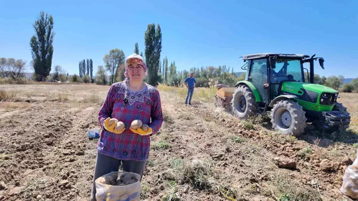 kumbette verimli patates hasadi hxvO9nnI